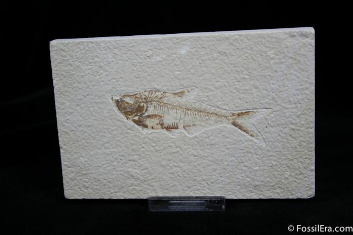 Knightia Fossil Fish #818